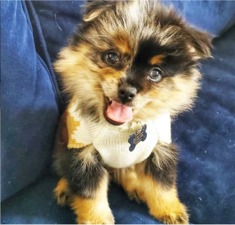 Purebred Breeds Puppies For Sale Windy City Pups Purebred Breeds Puppies For Sale Windy City Pups